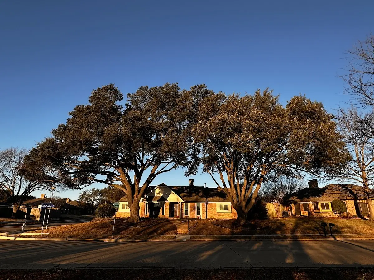 Established residential canopy tree shading a home in Mantua