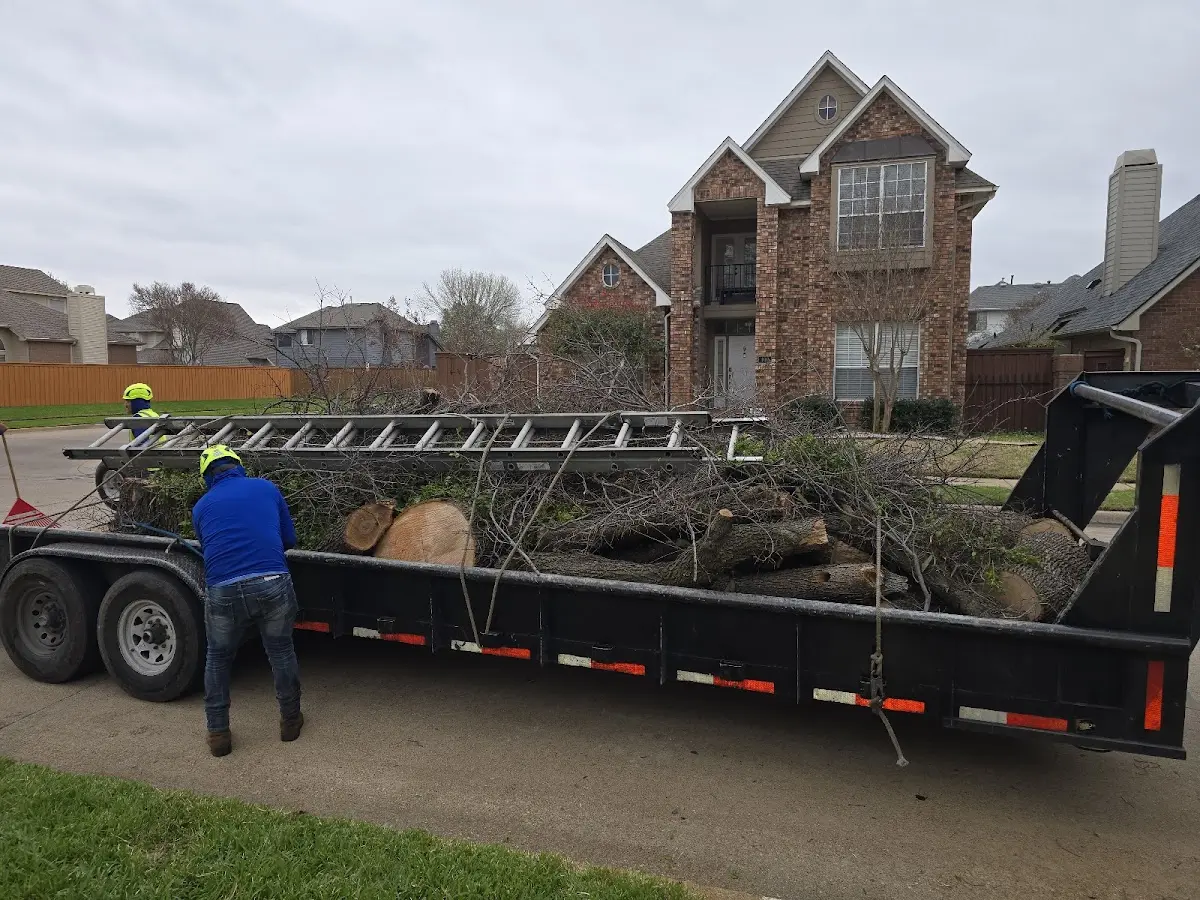 Expert Tree Removal with proper safety equipment in Mantua